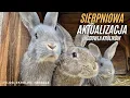 Download Lagu Króliki - sierpniowa aktualizacja