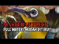 Masteran Pleci wit wit kenari sambung bren ciblek panjang terbaru _ Terapi pleci nembak materi