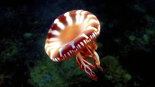 We Find A WEIRD and MAGICAL World! – Sailing Turtle