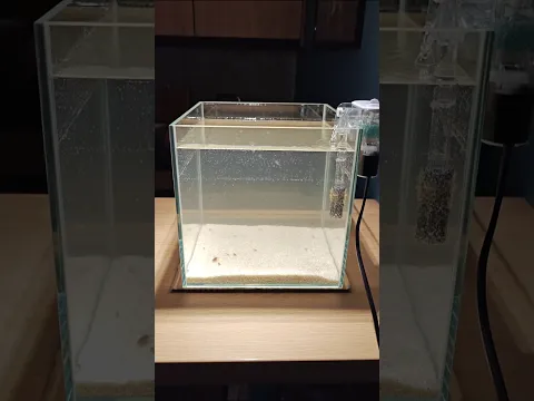 Снова родились Триопсы! #триопсы #щитень#triops