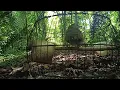 Download Lagu srdc suara di hutan