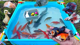 Mancing banyak ikan hias warna-warni, ikan cupang, ikan mas, ikan lele, ikan koi, ikan besar, bebek
