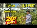 Buy Bamboo Plants at the Cheapest Price in India India s No 1 Wholesale Bamboo Nursery