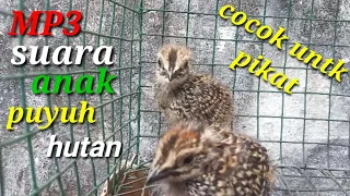 suara anak puyuh liar cocok untuk pikat