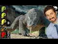Komodo Dragon The Best Pet Lizard