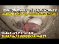 Lagu SUARA INAP PENDEKAR WALET. Responnya tidak diragukan lagi. suara walet original