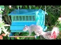 Squirrel-Proof Bird Feeder