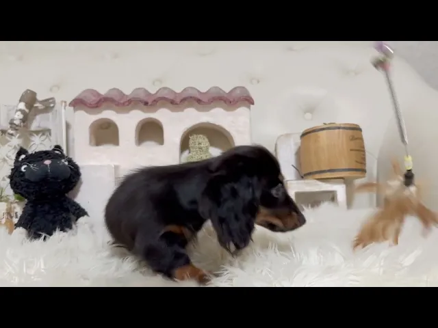 動画