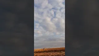 صيد زرعي دلون 2024 2025 سوريا الحرة سوريا الحرة 