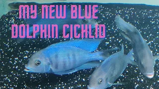 Download African cichlids MP3