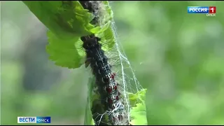 Омские леса атакует непарный шелкопряд