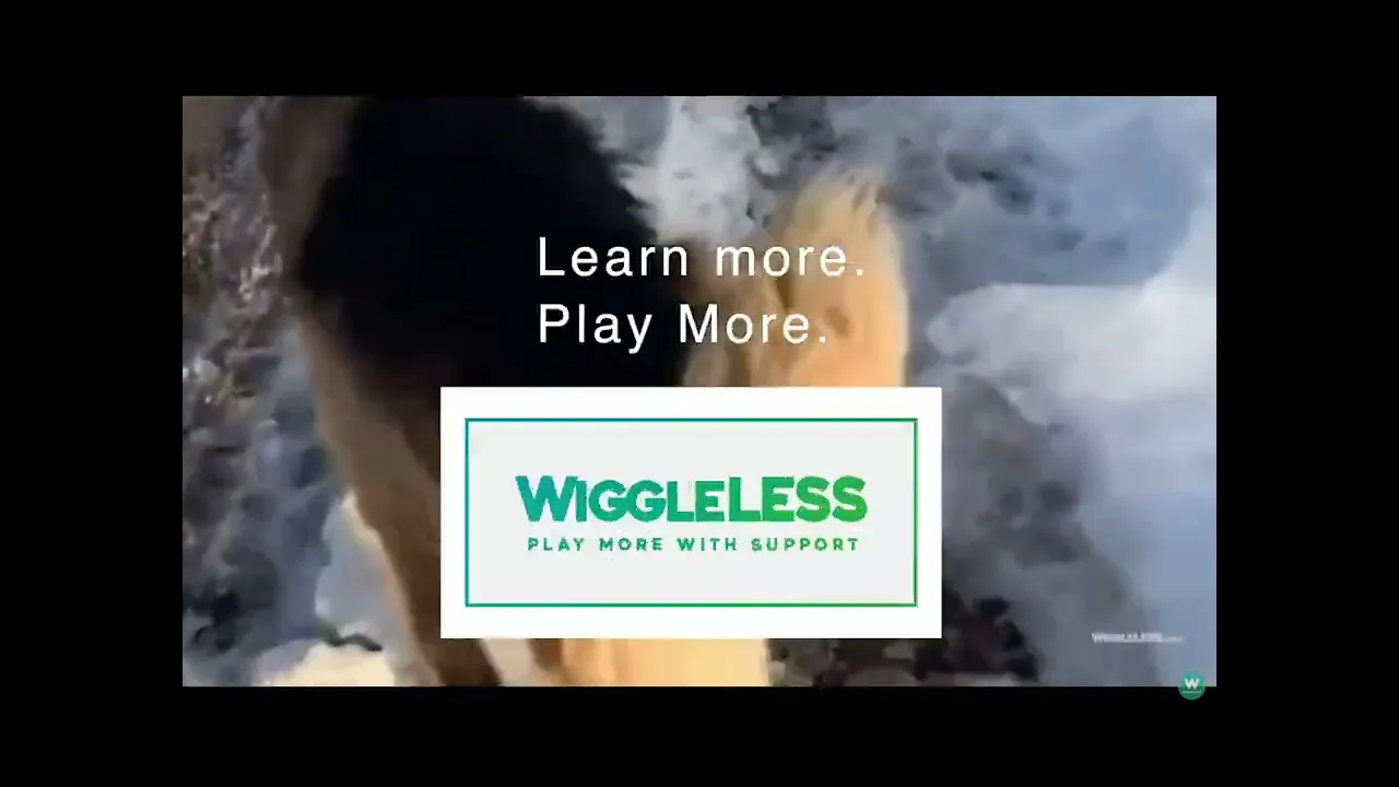 Video explaining how a WiggleLess Back brace helps DM in dogs