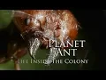 BBC - Planet Ant Life Inside the Colony 2013 1080p High Quality