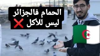 الحمام في الجزائر ليس للأكل مصري وسط الحمام في الجزائر لو الحمام ده فمصر يعمله 4 ملايين 