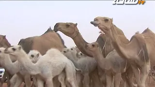 مسيرة حسن سعد حسن بن حزمي الدوسري العبارات مهرجان الملك عبد العزيز للإبل الثاني 