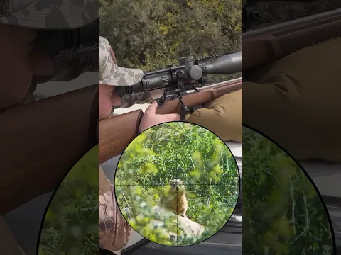 Rimfire vs. Airgun - Who does it Better?