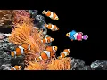 Download Lagu 8 Jenis ikan hias air laut tercantik yang mudah dipelihara