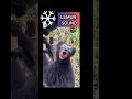 Download Lagu Animal sounds lemur