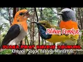 Download Lagu PALING AMPUH.‼️ SUARA PIKAT BURUNG KEMADE. SOGOK ONTONG. MANTENAN...