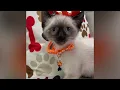 Kai - Siamese Kitten for Sale in Dallas Texas