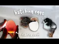 The Great Chicken Hatch Adventure Incubating Fertile Hatching Eggs from Beginning to End