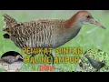 Download Lagu SUARA PIKAT BURUNG SINTAR DIJAMIN AMPUH!!!@zaniehunter