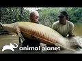 Jeremy Wade s Toughest Battles River Monsters Animal Planet