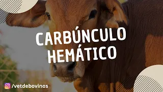 Carbúnculo Hemático  #078