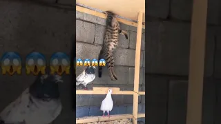 قط حاول اكل الحمام ولاكن 