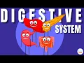 Digestive System Ingestion to Egestion Explained in Simple Words