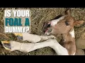 Is Your Foal A Dummy Recognizing Dummy Foal Syndrome Signs
