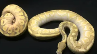 Enchi Ball Python Combos 2014