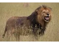 Download Lions & Hyena Standoff Kenya (New) mp4 3gp mp3 videos - waplic