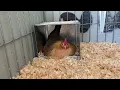 Gallinas Kikirikis echada