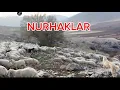 NURHAK DAĞLARINDA COBAN OLMAK