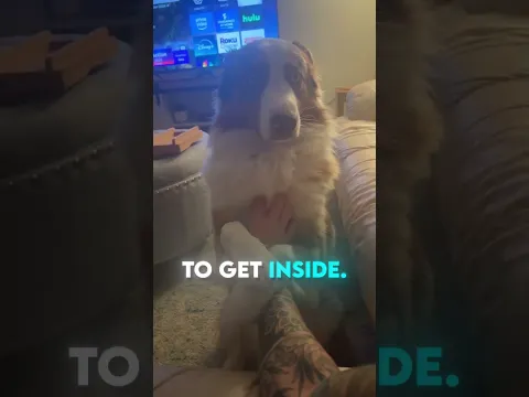 This Woman Made a Huge Mistake by Getting This Dog 😨
