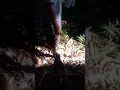 Download Lagu Nabo panyugu Bayar Niat dengan Ritual Adat Nyangahatn Dayak Kanayatn
