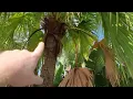 How To Tell The Difference Between Sabal palmetto and Chinese Fan Palms in Florida
