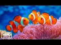 Lagu Het beste 4K-aquarium - een vredige reis met tropische vissen en kalmerende muziek - diepe slaap