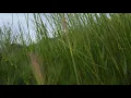 Download Lagu Saying Goodbye in the Rain - Jelsonic | Despidiendo bajo la lluvia -Jelson