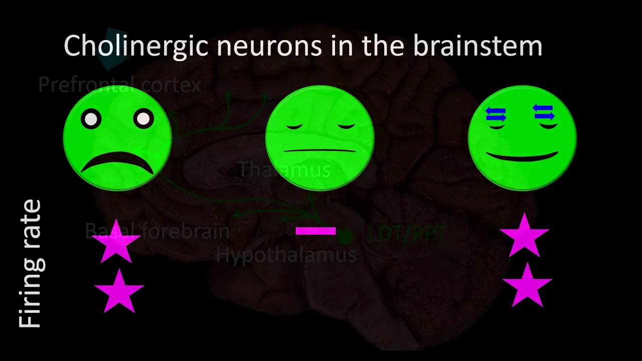 Neurobiology of sleep