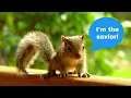 How squirrels save the world million trees planted