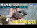 Download Lagu Cara Bikin Pakan Lolohan Emprit || Anakan Emprit Sehat dan Lahap Makan || @ipangerlanggachannel4512