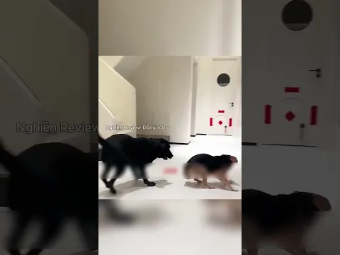 Chú chó đã tìm được một ngôi nhà mới, nhưng nó lại mất đi người bạn thân nhất. #shorts