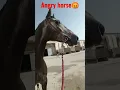Download Lagu Angry horse sound| horse sound | horse sounds | horse voice | 🇮🇳🇱🇰🇺🇸🇵🇰like \u0026 subscribe  #shortsviral