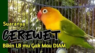 Download LOVEBIRD FIGHTER NGEKEK PANJANG, Suaranya Cerewet Bikin Labetmu Gacor gak Mau Diam MP3