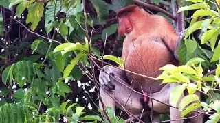 In Search Of Dick Nose!- Sailing SV Delos Ep. 49