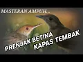 Download Lagu PRENJAK BETINA VS KAPAS TEMBAK MASTERAN AMPUH