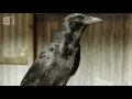 Gift giving crows - World s Weirdest Events Episode 5