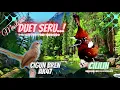 Download Lagu Cililin Vs Ciblek Gunung Bren AK47 Suara Tajam Melengking